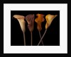 Four calla lilies by Assaf Frank